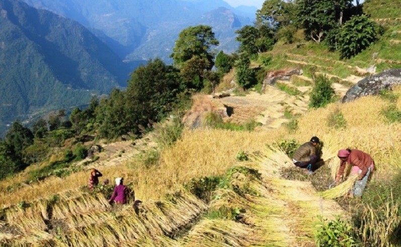 जुम्लाका किसान धमाधम मार्सी धान थन्क्याउँदै