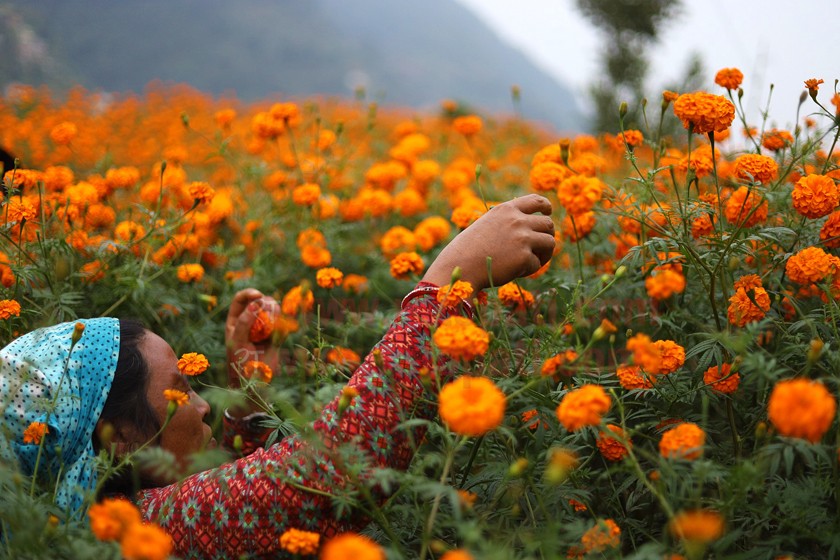 ढकमक्क फुल्न थाले तिहार लक्षित सयपत्री