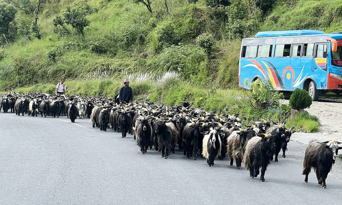 च्याङ्ग्रा व्यापारीको यात्रा : रारादेखि फेवा तालसम्म 