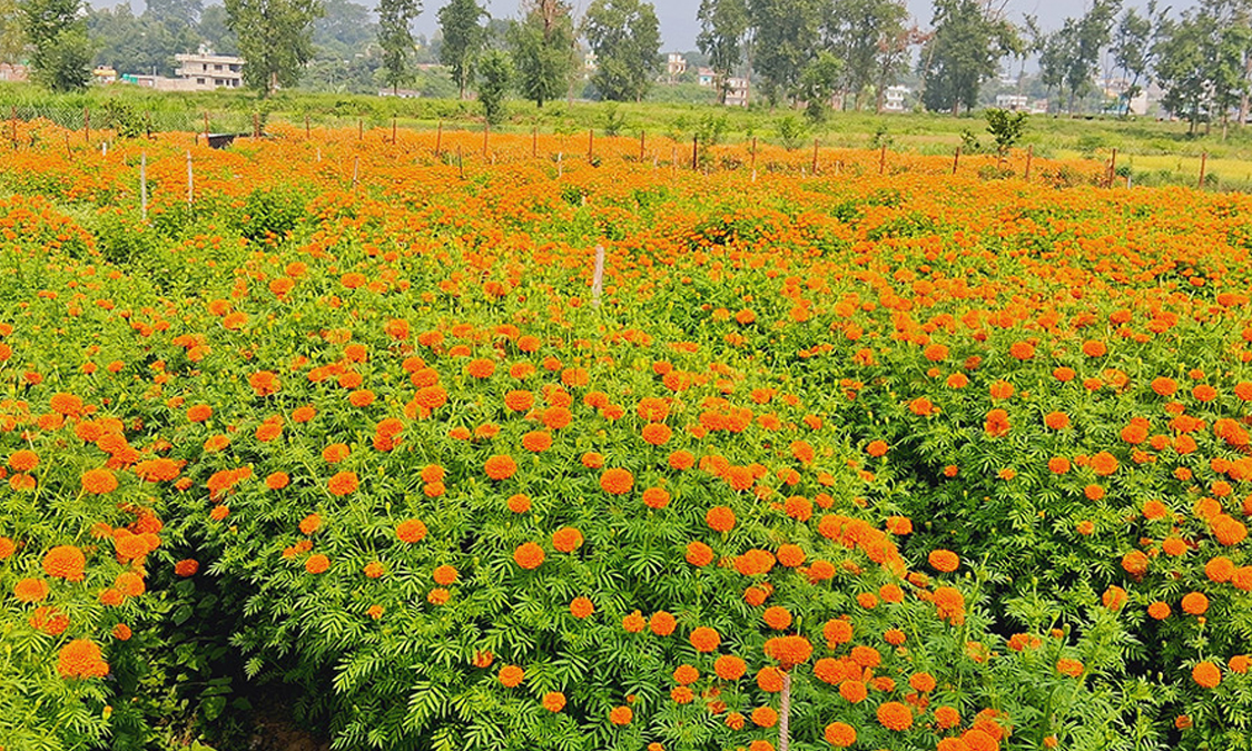 तिहार पर्खिरहेका सयपत्री फूलहरू