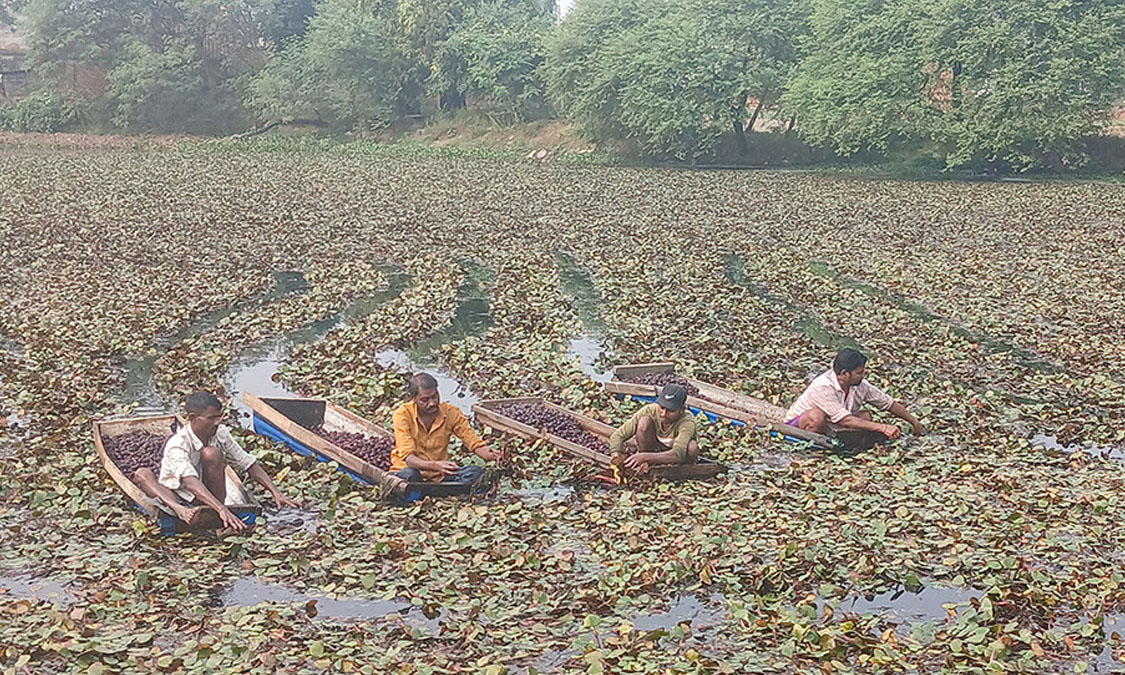 व्यावसायिक सिँगडाखेतीबाट गाउँमै लाखौँ आम्दानी