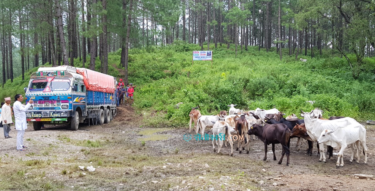 ज्यूँदै गाई भिरबाट खसालिएको देखिएन