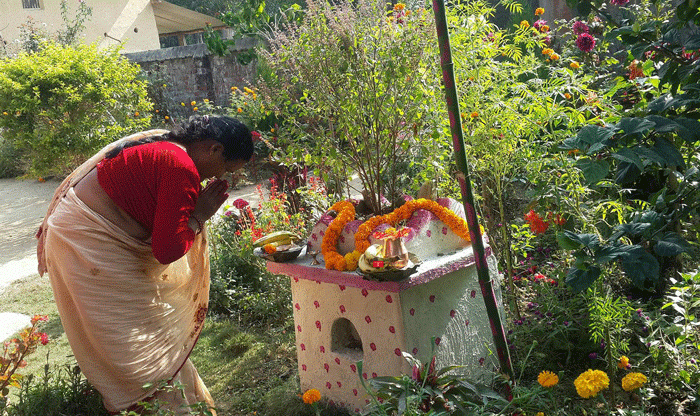 आज हरिशयनी एकादशी, घरघरमा तुलसीको बिरुवा रोपियो 