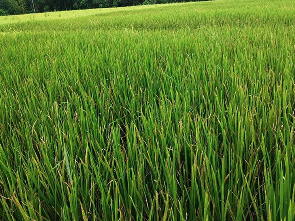 धानबालीमा रोग लागेपछि किसान चिन्तित