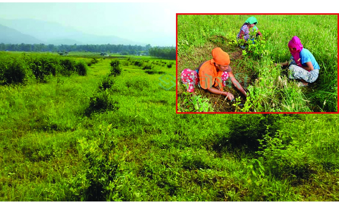 वन्यजन्तुकोे ‘ट्रयाप’मा किसान