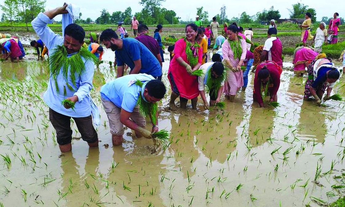 बाँकेमा ६० प्रतिशत मात्र रोपाइँ, सबैभन्दा बढी राप्तीसोनारीमा