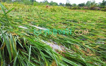 राप्तीसोनारीमा वर्षाले धानबालीमा क्षति