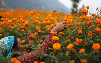 ढकमक्क फुल्न थाले तिहार लक्षित सयपत्री