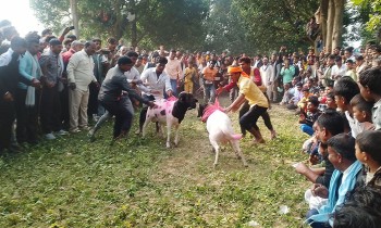 गुरुवागाउँ मेलामा भेडा जुधाइको रौनक