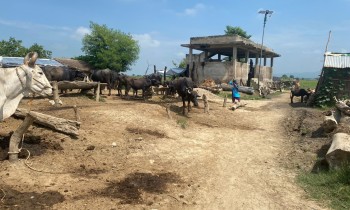 गाउँमा विद्यालय छैन, पढ्न भारतीय विद्यालय धाउँछन् बोर्डर चौफेरीका बालबालिका