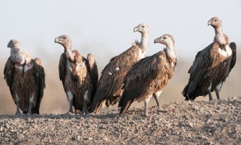 विश्वमै दुर्लभ डङ्गर गिद्धको कञ्चनपुरमा भेटिए एक सय चौध गुँड