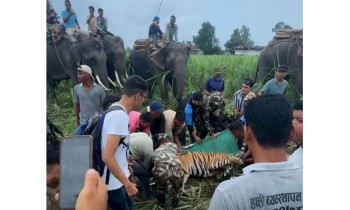 घाँस काट्ने क्रममा युवतीको ज्यान लिने बाघ नियन्त्रणमा