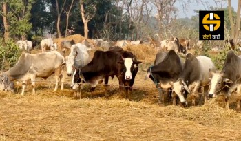 करोड पर्ने तस्करीका गाई–गोरु थन्किए बाँकेमा