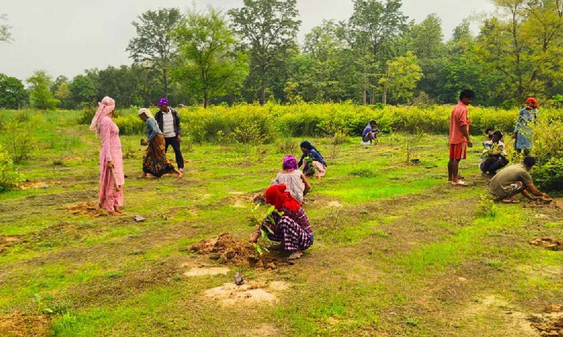 बाँकेको विभिन्न सामुदायिक वनमा एक लाख १० हजार वृक्षरोपण