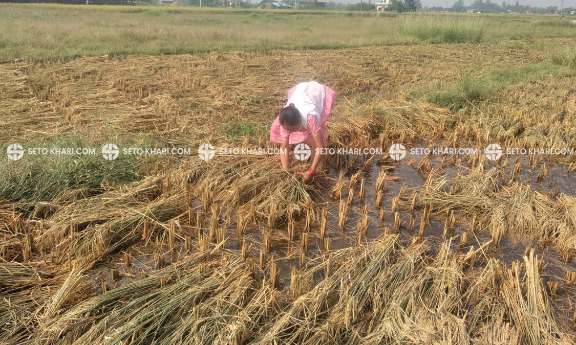 वर्षाले धानबालीमा क्षति