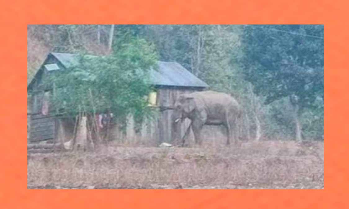 राप्तीसोनारीमा हात्तीको आक्रमणबाट आमाछोरी घाइते